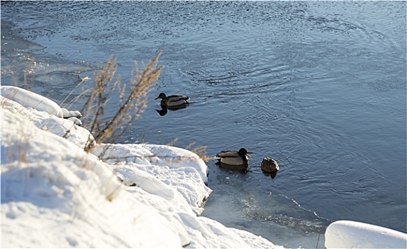 野鸭,河,冬天
