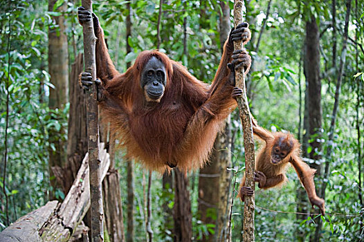 苏门答腊猩猩,母亲,老,幼仔,树,古农列尤择国家公园,北方,苏门答腊岛,印度尼西亚