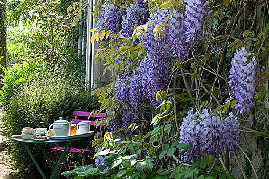 早餐桌,花园,紫藤