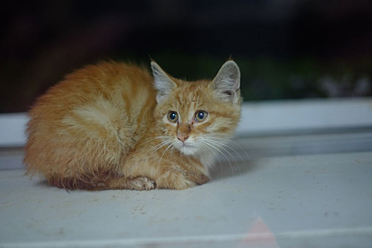 流浪猫