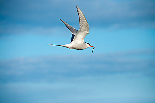 北极燕鸥,飞行,斯奈山半岛,冰岛,欧洲