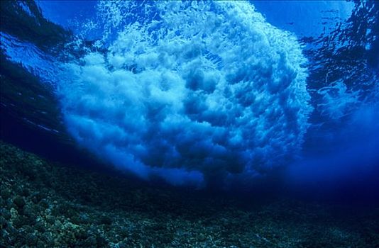 夏威夷,水下视角,上方,浅,珊瑚礁,圆形,形状