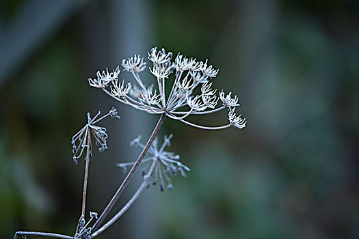 特写,冰冻,干燥,植物