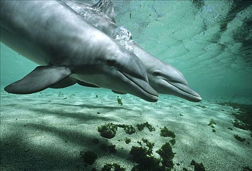 宽吻海豚,一对,水下,夏威夷