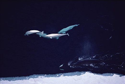 白鲸,烦扰,弓头鲸,兰开斯特海峡,加拿大