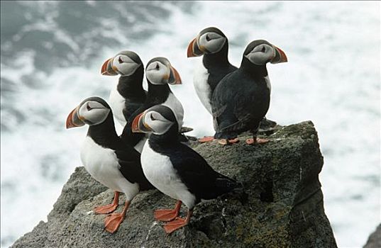 大西洋角嘴海雀,北极,群,岩石上,欧洲