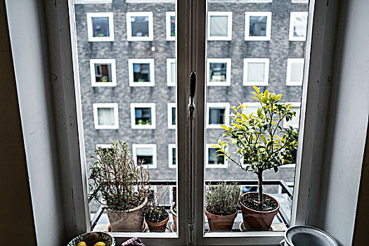 盆栽,窗台