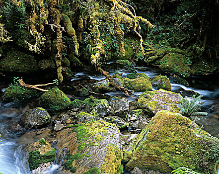 溪流,雨林,新西兰