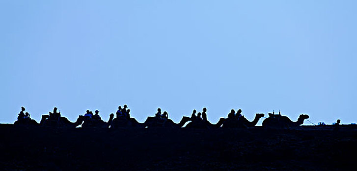 骆驼,大篷车,绿洲,公园,富埃特文图拉岛,加纳利群岛,西班牙,欧洲