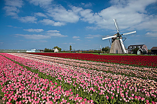 荷兰,郁金香,花,风车
