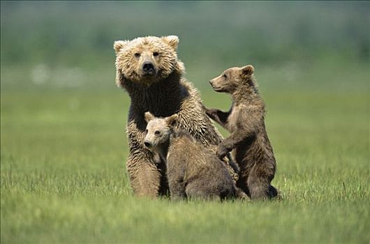 大灰熊,棕熊,母亲,4个月大,幼兽,卡特麦国家公园,阿拉斯加