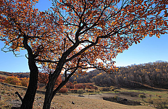 坝上草原秋季风光塞罕坝乌兰布统木兰围场风景