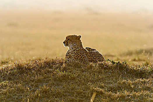 印度豹,猎豹,早晨,逆光,马赛马拉国家保护区,肯尼亚,非洲