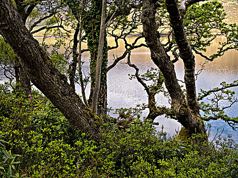 爱尔兰,多纳格,国家公园,杜鹃花属植物,湖