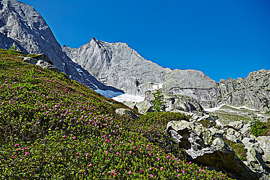 高山,玫瑰,瑞士