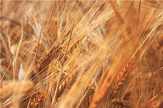 小麦,图像,成熟