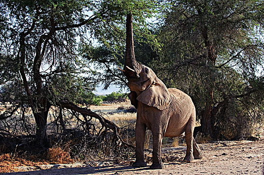 非洲象,浏览,博茨瓦纳