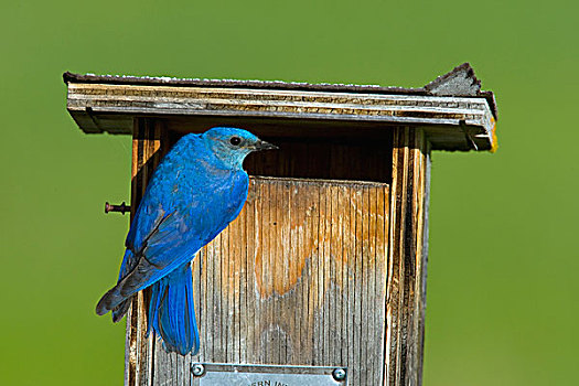 山,蓝知更鸟,巢,盒子,不列颠哥伦比亚省,加拿大