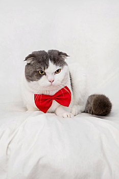 戴领结的猫