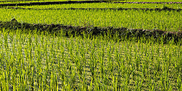 稻米,作物,地点,住宿,禁止,琅勃拉邦,老挝
