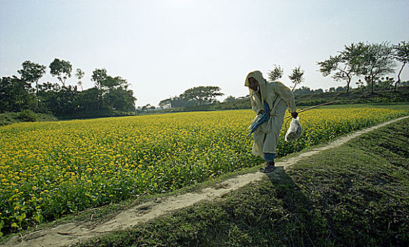 老人,走,旁侧,宽,宽阔,芥末,植物,地点,达卡,孟加拉