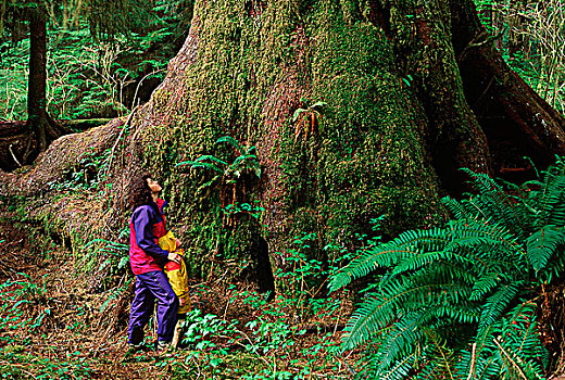 省立公园,树,母亲,儿子,山谷,温哥华岛,不列颠哥伦比亚省,加拿大
