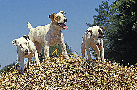 杰克罗素犬,狗,站立,稻草包