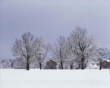 雪景,树,木质,小屋,冬天,寒冷,奥地利,欧洲
