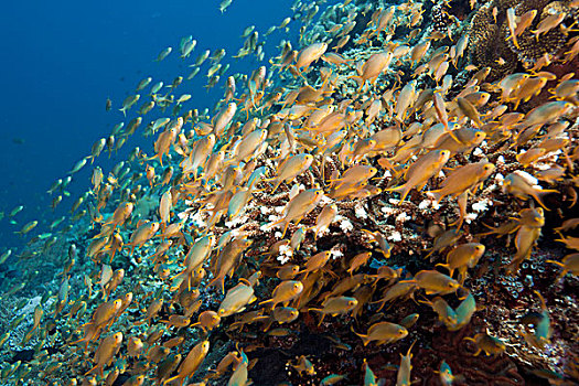 海金鱼,金鱼,金拟花鲈,成群,珊瑚礁,菲律宾,太平洋