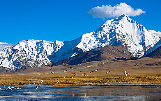 雪山和湿地