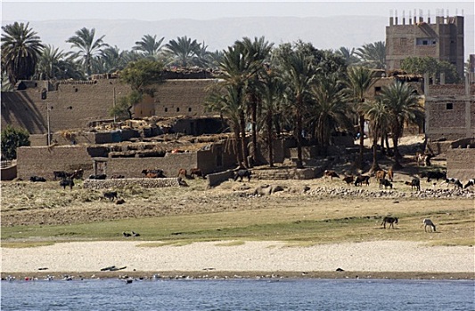 水边,尼罗河,风景,埃及