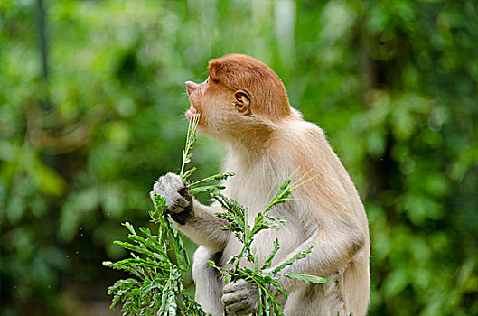 马来西亚,岛屿,婆罗洲,沙巴,哥达基纳巴卢,野生动植物园,喙,猴子,俘获,吃,本土动植物