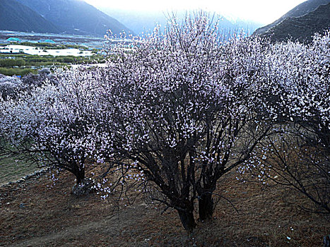 西藏,风光,建筑,花海,山沟,梨花,桃花,林芝,村庄