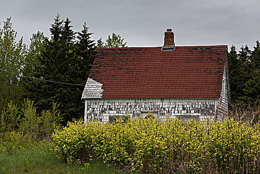房子,树,小路,布雷顿角岛,新斯科舍省,加拿大