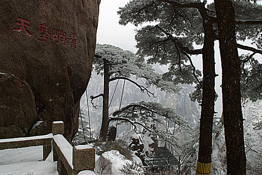 雪后的黄山迎客松