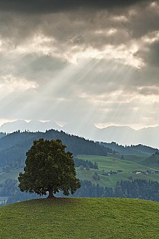 树,瑞士