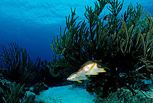 珊瑚,伯利兹,加勒比海,中美洲