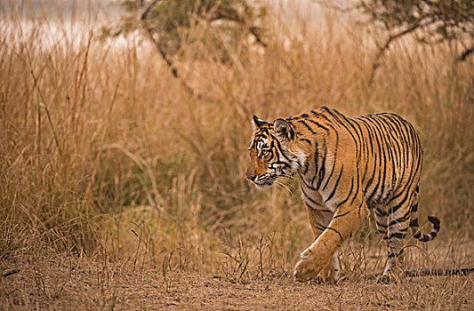 野生,孟加拉虎,印度虎,虎,尾随,干草,拉贾斯坦邦,国家公园,印度,亚洲