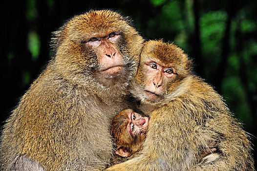 叟猴,家庭,北非
