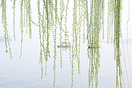 杭州西湖,春天,柳树,抽芽