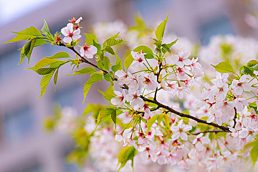 东京樱花