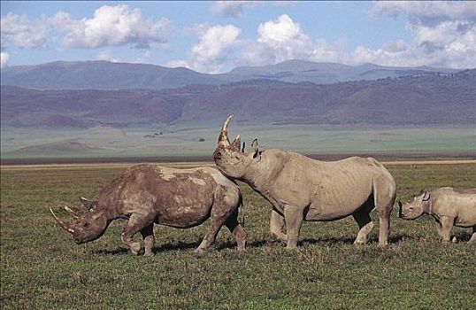 求爱,黑犀牛,雄性,小动物,哺乳动物,恩戈罗恩戈罗火山口,坦桑尼亚,非洲,动物