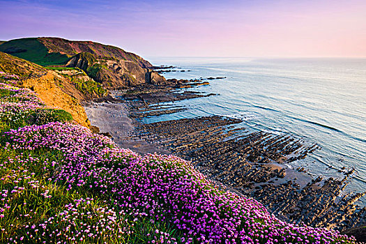 海石竹,海洋,粉色,花,沿岸,崖顶,嘴