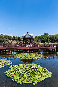 北京圆明园中茜园的荷花池和古建筑