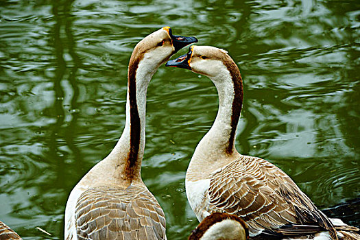 春天,成都青龙湖湿地的野鸭