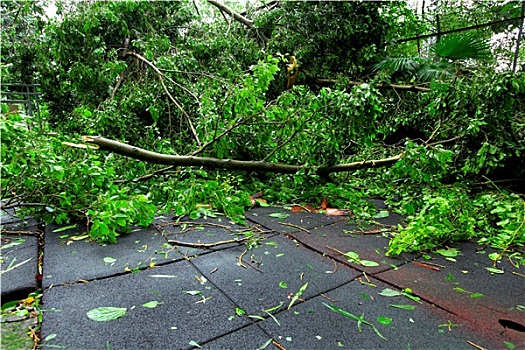 破损,树,台风