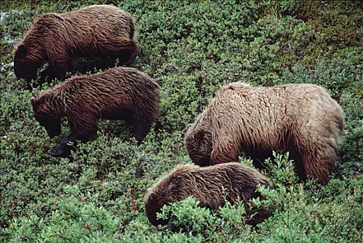 大灰熊,棕熊,母兽,三个,一岁,幼兽,觅食,蓝莓,越桔属,德纳利国家公园和自然保护区,阿拉斯加