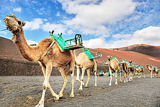 单峰骆驼,车站,蒂玛法雅国家公园,兰索罗特岛,加纳利群岛,西班牙,欧洲