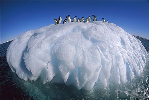 阿德利企鹅,群,骑,冰山,东方,南极