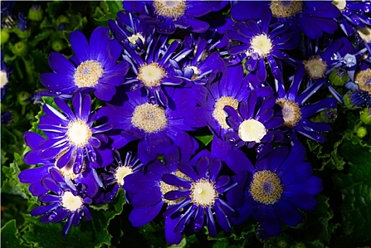 鲜明,蓝色,雏菊,花,层次,阳光